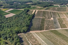 Levignoble-autour-de-Cognac